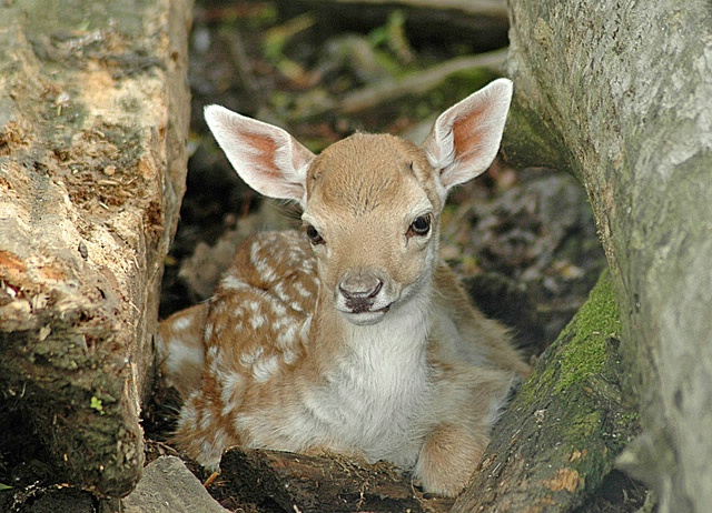 Fallow Deer Fawn