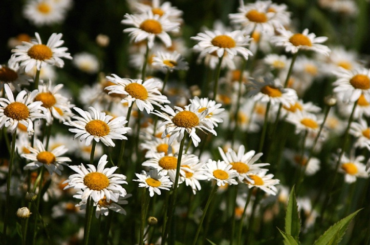 Daisies,Daisies,Daisies