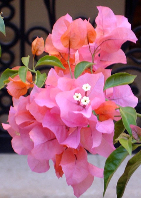 Rosy Ruffles