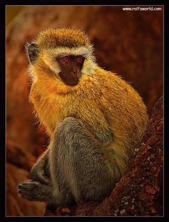 Vervet Monkey