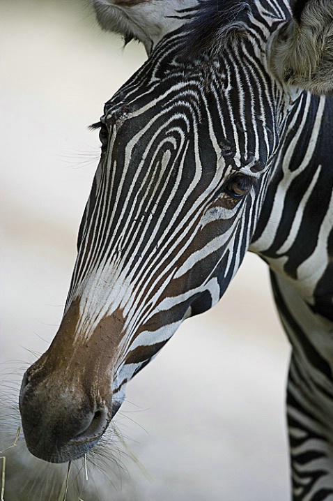 Male Zebra