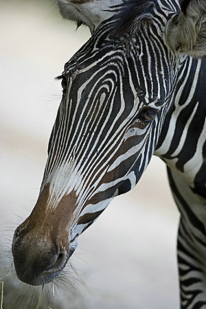 Male Zebra