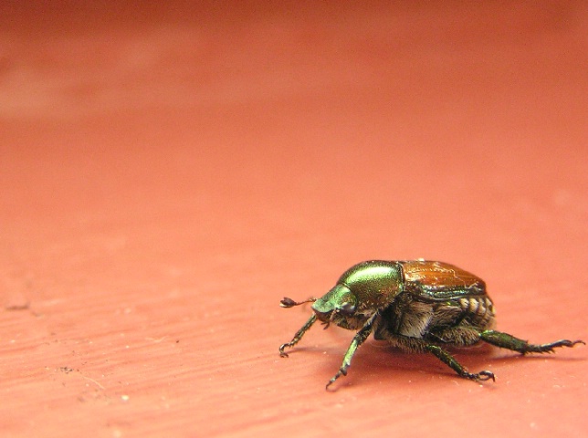 Disco Beetle