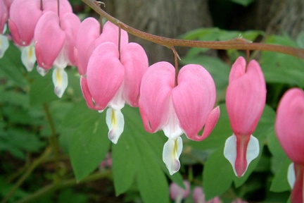 bleeding hearts