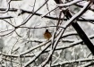 snowy robin