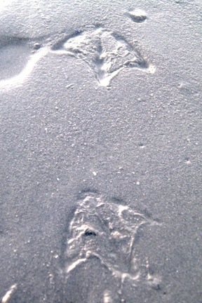 duck prints