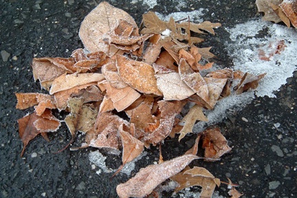 icy leaves