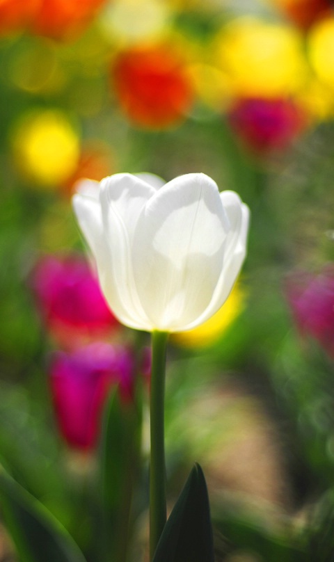 White Tulip