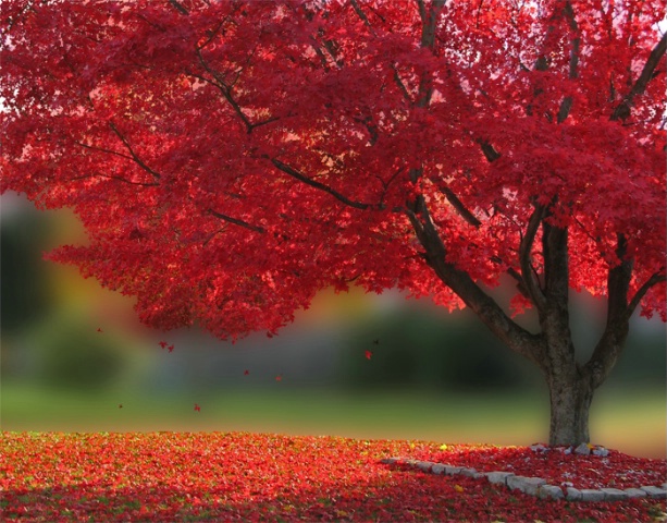 Fall tree