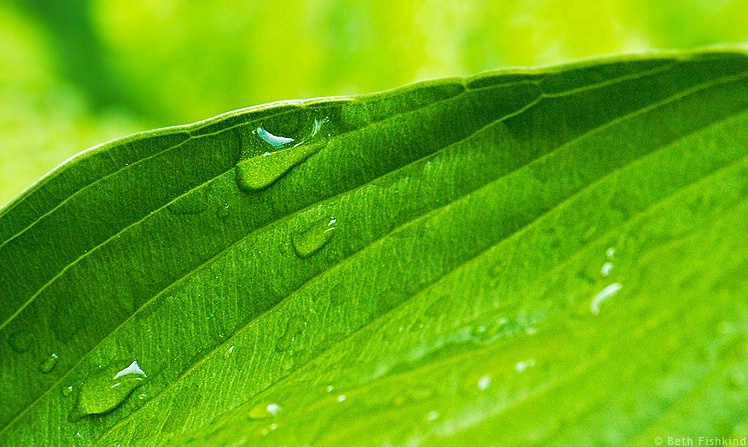 Water on Plant Leaf, Long Island
