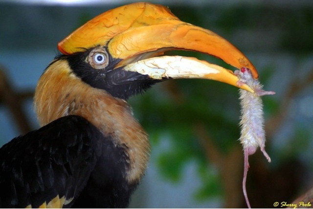 Omnivorous Great Hornbill