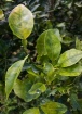 Citrus Greening a...