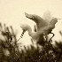 © Shirlee Cunningham PhotoID# 2237419: Snowy Egret