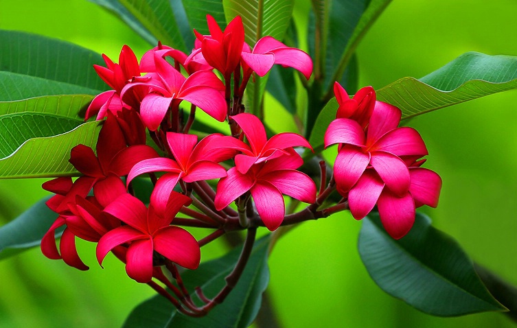 Plumeria #3 - ID: 2237656 © Janine Russell