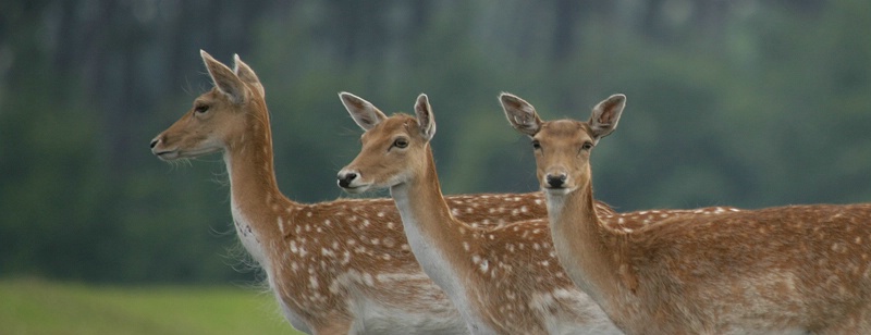 Wild Irish Deer