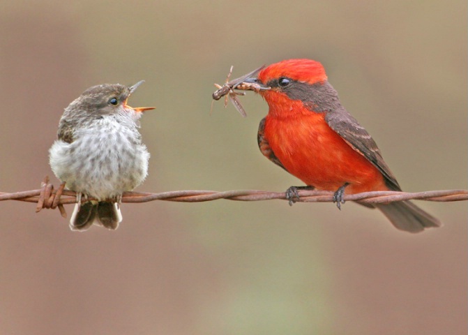 Feed Me!