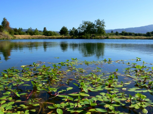 Percolation Pond - Campbell CA