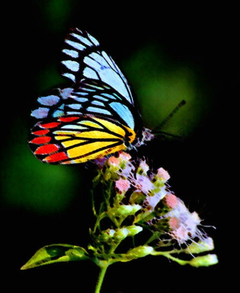 butterfly