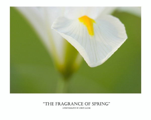 The Fragrance of Spring