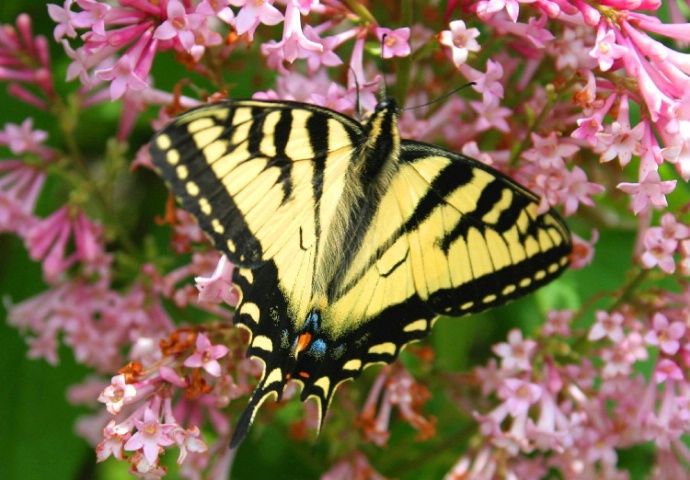 Swallowtail 