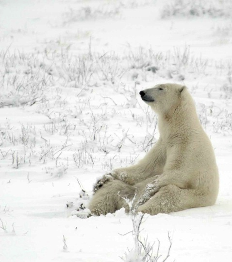 Polar zen - ID: 2239836 © Ann E. Swinford