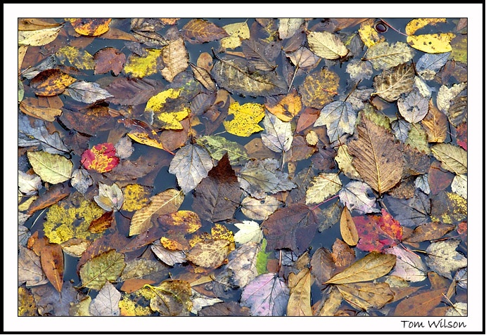 Leaves in Sweetwater Creek