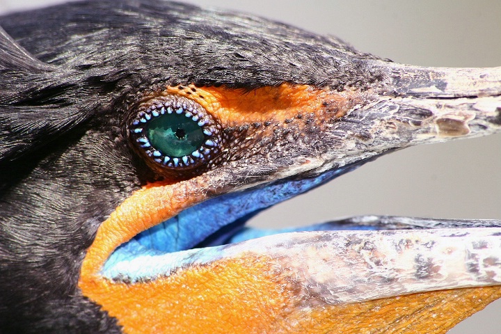 Cormorant in breeding colors