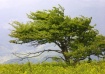 Windshaped