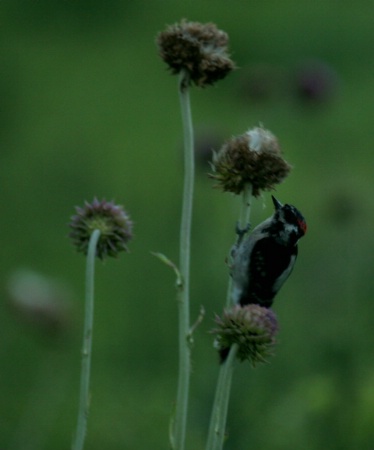 woodpecker on a thistle