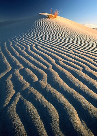 Guadalupe Dunes