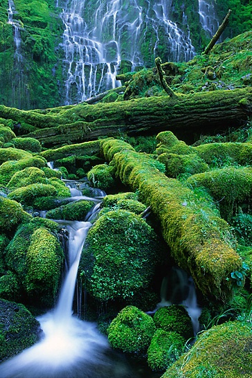 Moss and Water