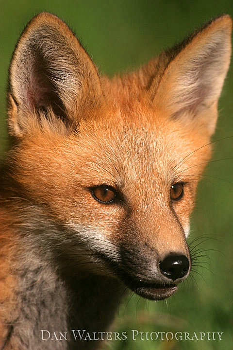 Red Fox