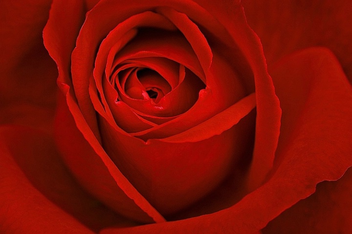 Red Rose