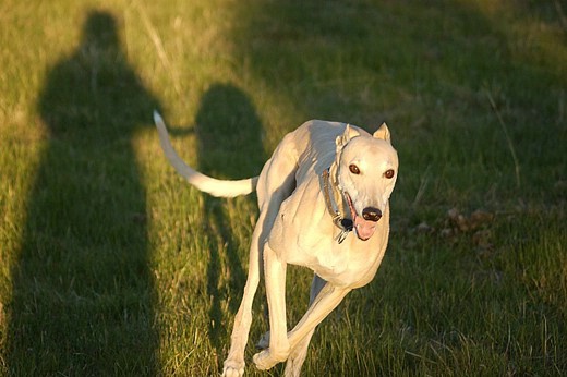 Greyhound - Speed - Sunlight - Shadows