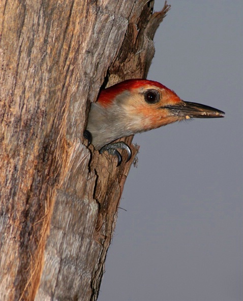 red bellied woodpecker - ID: 2251623 © Michael Cenci
