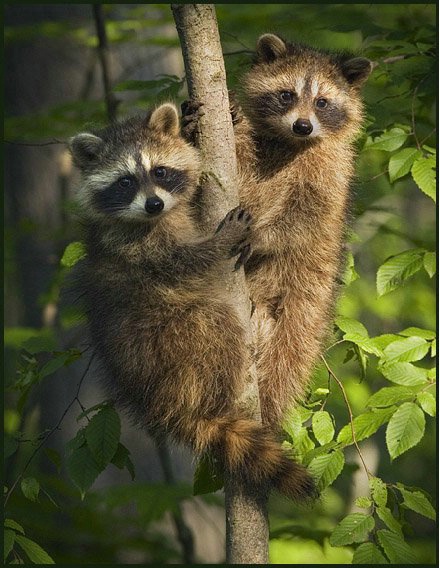 little racoons