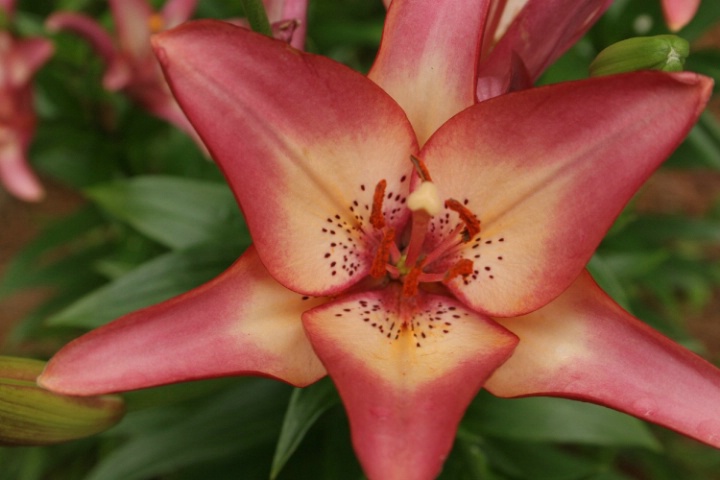 Asiatic Lily - CWB (White Paper Method)