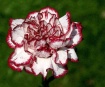 Frilled Carnation