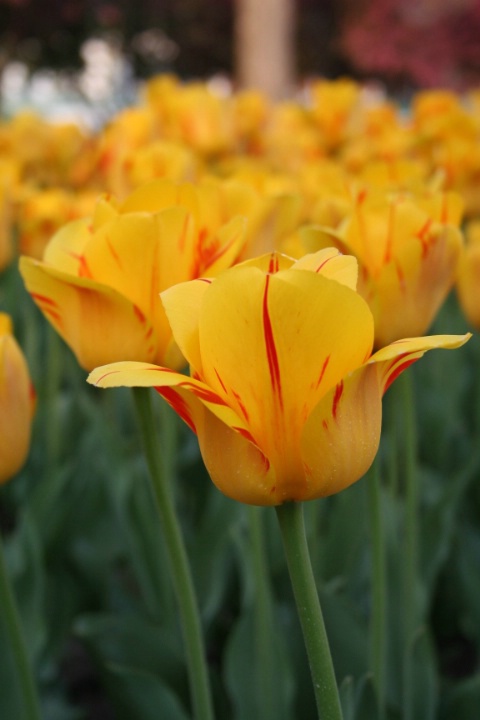 Flaming Yellow Tulips