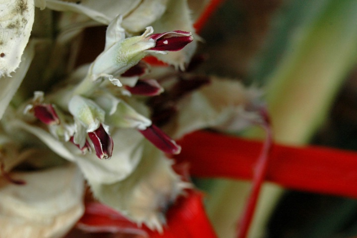 Succulent Flower Close Up