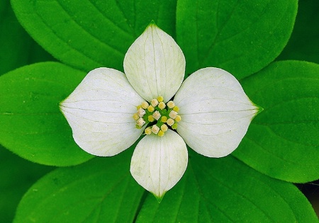 Bunchberry 2