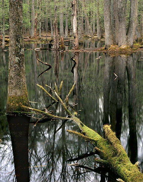 Gum swamp - ID: 2254315 © Brian d. Reed