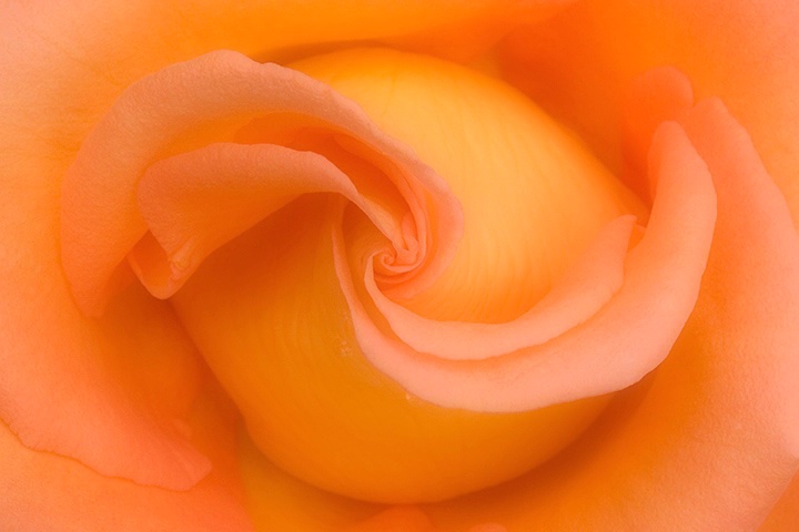 Rose Swirl