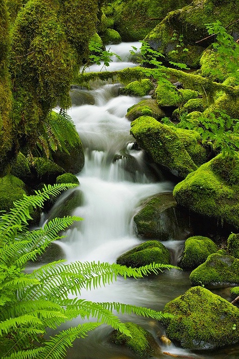 Columbia River Gorge Stream