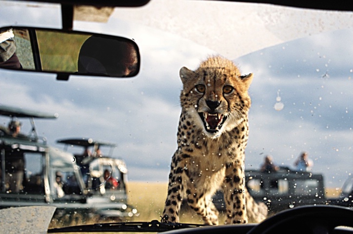 There's a cheetah on my bonnet