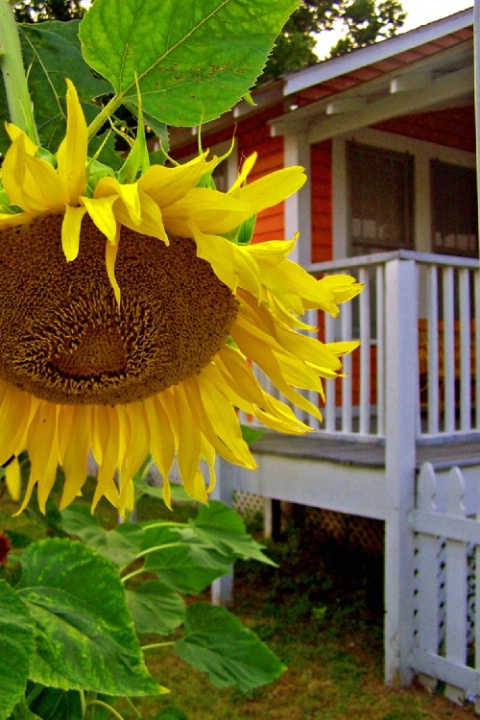 Pensacola- summer sunflower