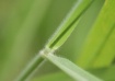 Green as Grass.