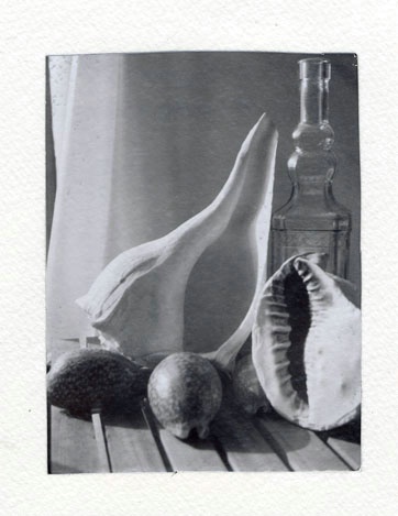 Shells and Vase