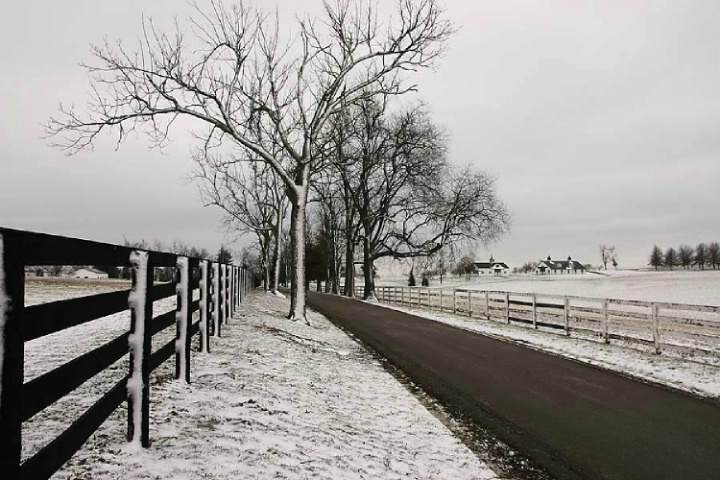 Snow on Bluegrass