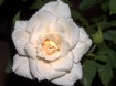 Watered Rose